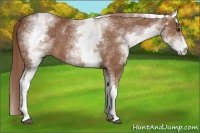Horse Color:White Spotted Chestnut Sabino