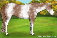 Horse Color:White Spotted Chestnut Sabino 