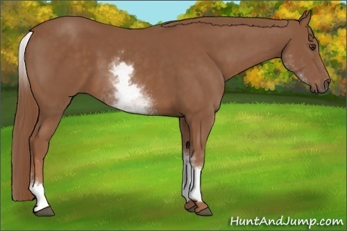 Horse Color: White Spotted Chestnut Sabino 