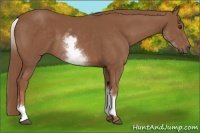 Horse Color:White Spotted Chestnut Sabino