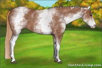 Horse Color:White Spotted Chestnut Sabino