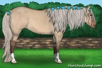 Horse Color:Silver Bay Dun 