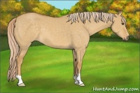 Horse Color:Palomino Dun 
