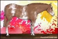 Horse Color:White Spotted Chestnut Sabino 