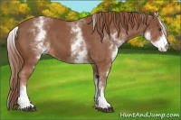 Horse Color:White Spotted Chestnut Sabino 
