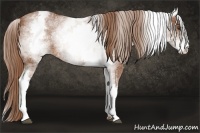 Horse Color:White Spotted Chestnut Sabino 