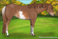 Horse Color:White Spotted Chestnut Sabino