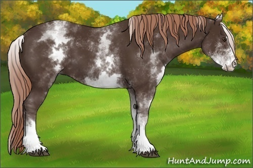 Horse Color:White Spotted Liver Chestnut Sabino