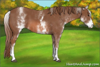 Horse Color:White Spotted Chestnut Sabino 