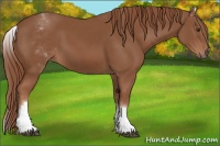 Horse Color:White Spotted Chestnut Sabino 