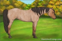 Horse Color:Bay Roan 