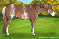 Horse Color:White Spotted Chestnut Sabino
