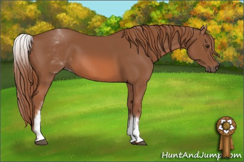 Horse Color: White Spotted Chestnut Sabino 
