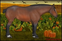 Horse Color:Bay Roan Sabino 