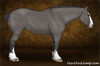 Horse Color:Grullo Sabino 