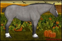 Horse Color:Grullo Roan Sabino