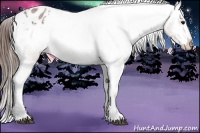 Horse Color:Bay Roan Appaloosa