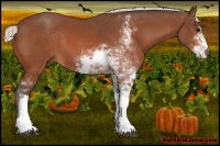 Horse Color:Silver Bay Sabino 