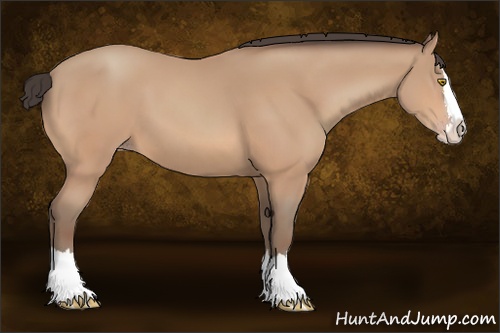 Horse Color: Amber Champagne Sabino Splash 