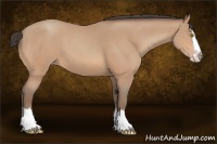 Horse Color:Amber Champagne Sabino Splash 