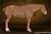 Horse Color:Chestnut Sabino 