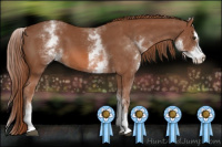 Horse Color:White Spotted Chestnut Sabino