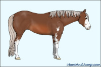 Horse Color:Silver Bay Sabino 