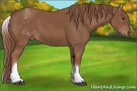 Horse Color:White Spotted Chestnut Sabino 