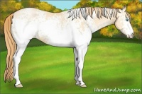Horse Color:White Spotted Buckskin Pearl 