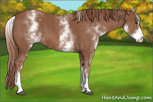 Horse Color:White Spotted Chestnut Sabino 