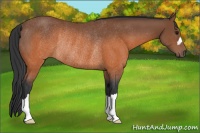 Horse Color:Brown Rabicano 