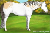 Horse Color:White Spotted Buckskin Dun Splash 