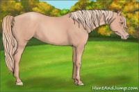 Horse Color:Gold Champagne 