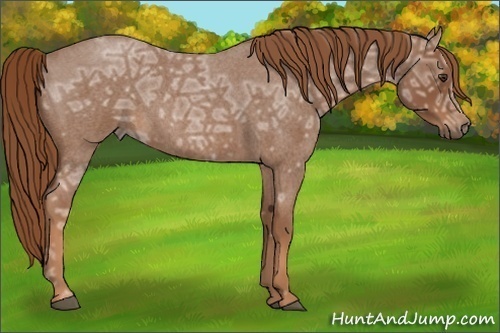 Horse Color: Red Ice Roan 