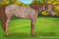 Horse Color:Red Ice Roan