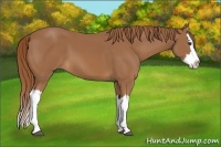Horse Color:Chestnut Splash 