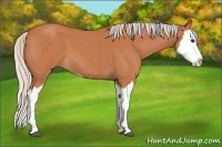 Horse Color:Silver Bay Roan Splash 