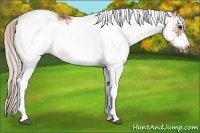 Horse Color:White Spotted Silver Bay Frame 