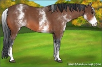 Horse Color:White Spotted Bay 
