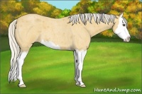 Horse Color:Silver Buckskin Roan Splash 
