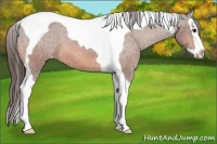 Horse Color:Bay Splash Tobiano Appaloosa 