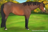 Horse Color:Bay Roan 