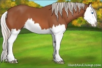 Horse Color:Silver Bay Splash 