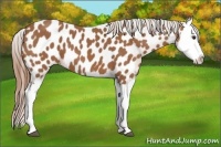 Horse Color:Chestnut Splash Near Leopard 