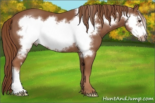 Horse Color: Chestnut Frame 