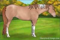 Horse Color:Gold Champagne Tobiano 