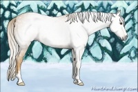 Horse Color:Gray Palomino Sabino 