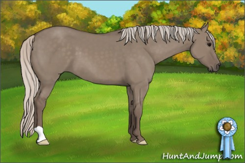 Horse Color: Unknown 