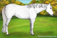 Horse Color:Gray Silver Black Splash 