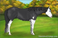 Horse Color:Black Sabino Splash